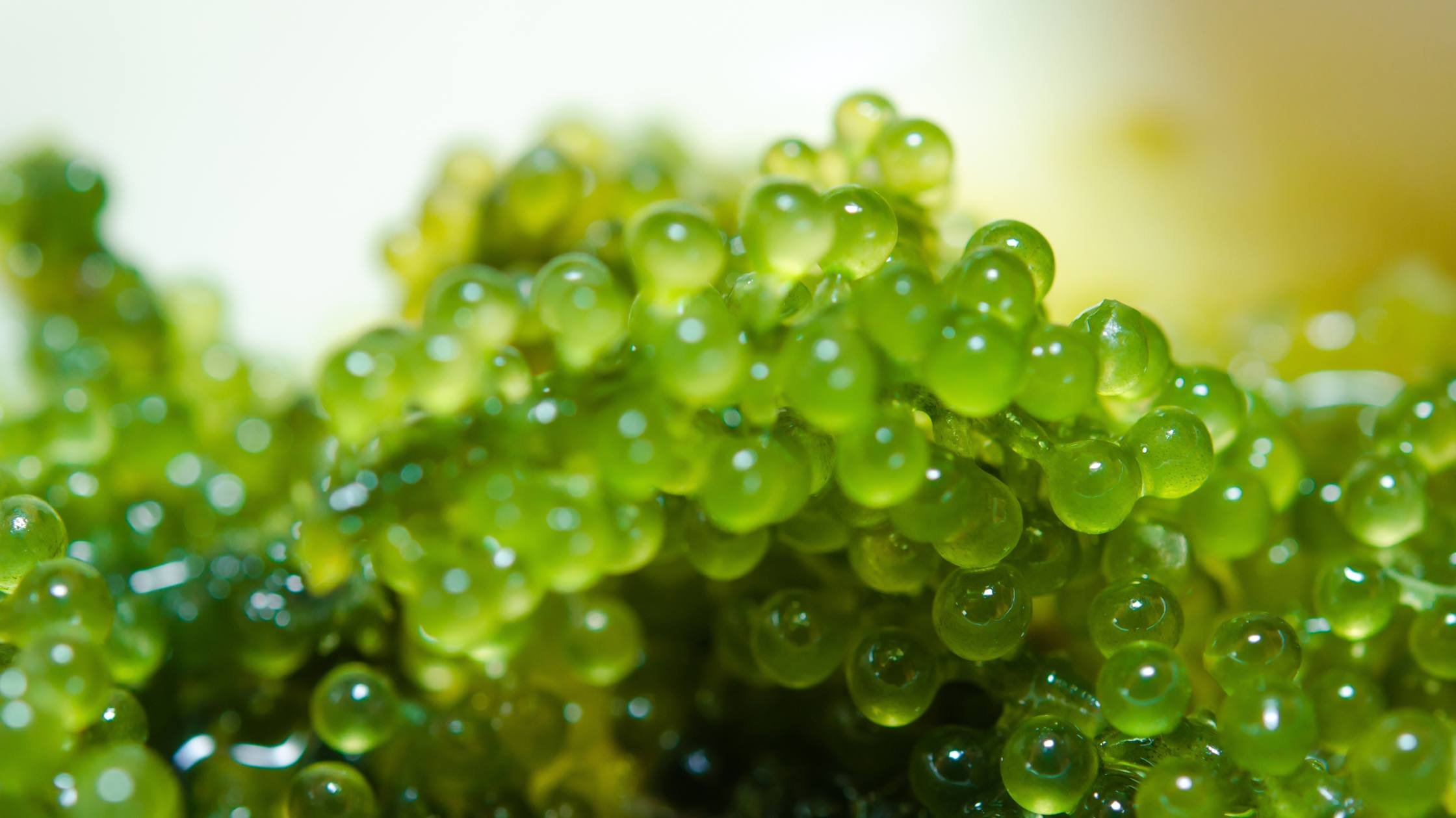 caviar verde-1