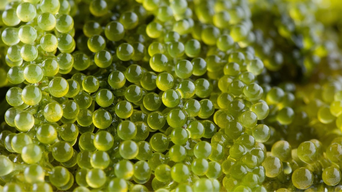 caviar verde-2