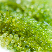 caviar verde