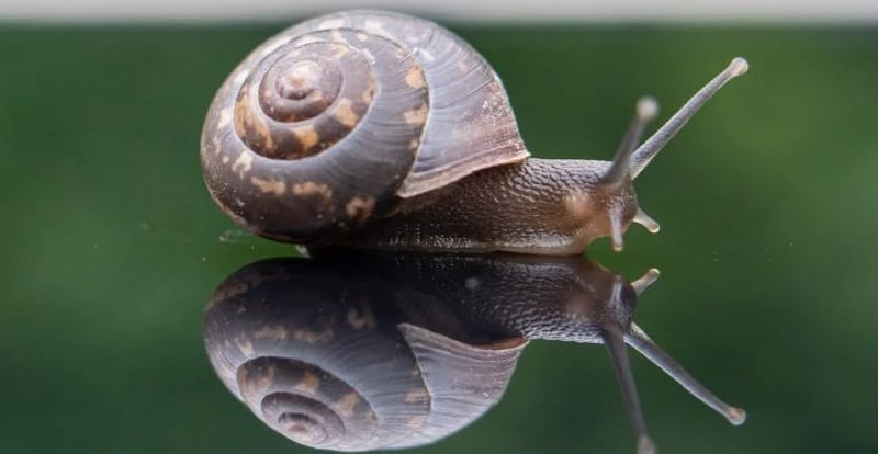 para que sirve la baba de caracol